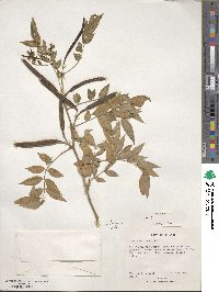 Senna occidentalis image