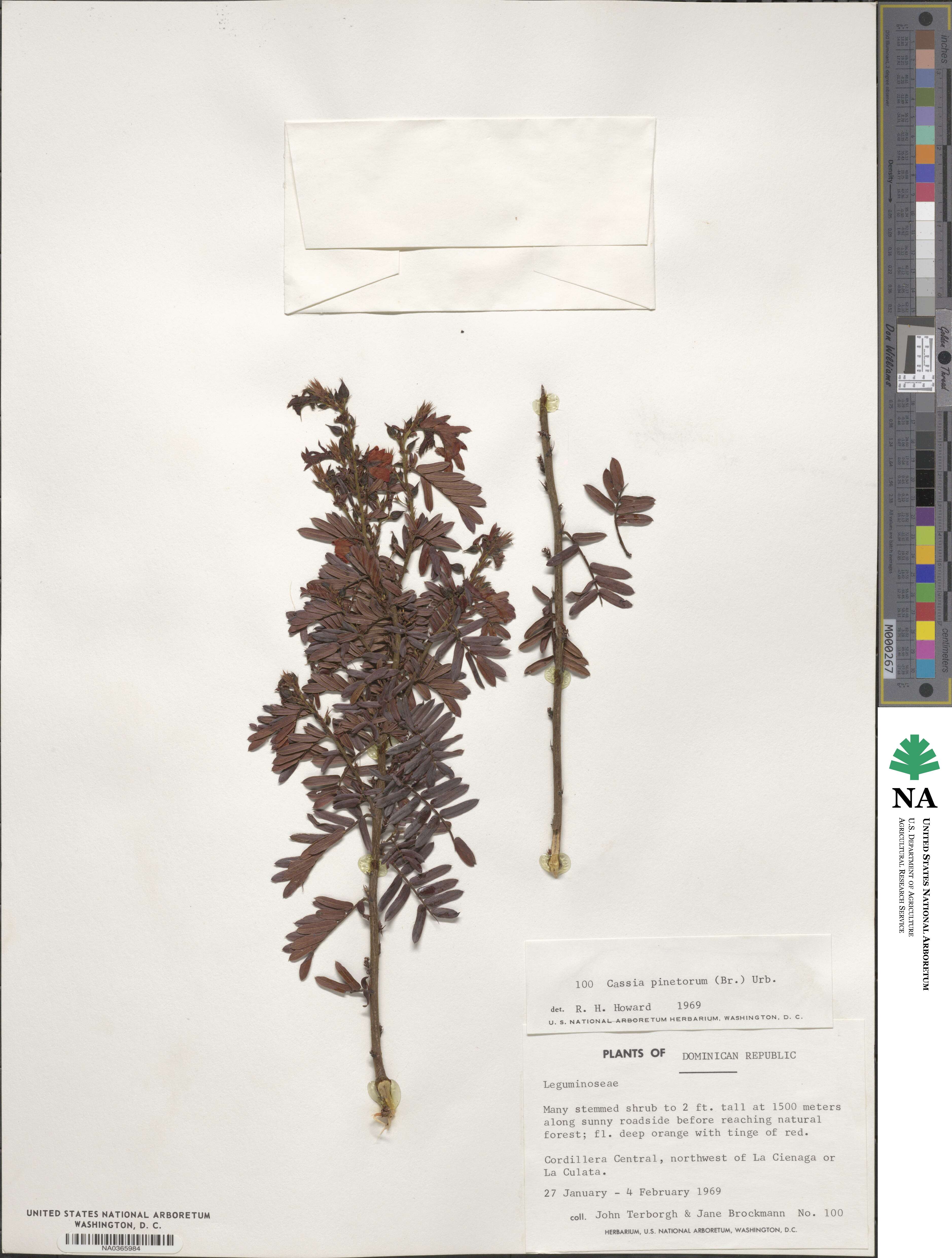 Chamaecrista glandulosa var. pinetorum image