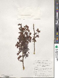 Chamaecrista glandulosa var. pinetorum image