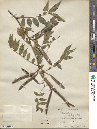 Cassia sophora image