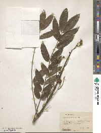 Senna spectabilis image