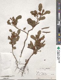 Cassia uniflora image