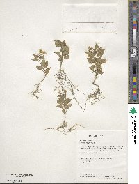 Solanum nigrum image