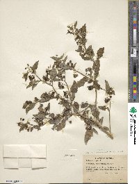 Solanum nigrum image