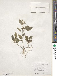 Solanum nigrum image