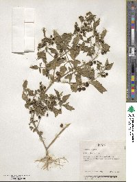 Solanum nigrum image