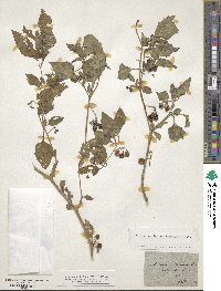 Solanum nigrum image