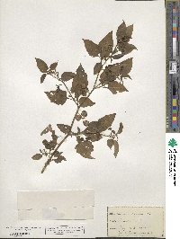 Solanum nigrum image