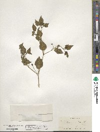 Solanum nigrum image