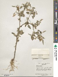 Solanum nigrum image