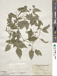 Solanum nigrum image