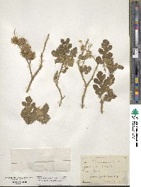 Solanum angustifolium image