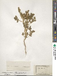 Solanum angustifolium image