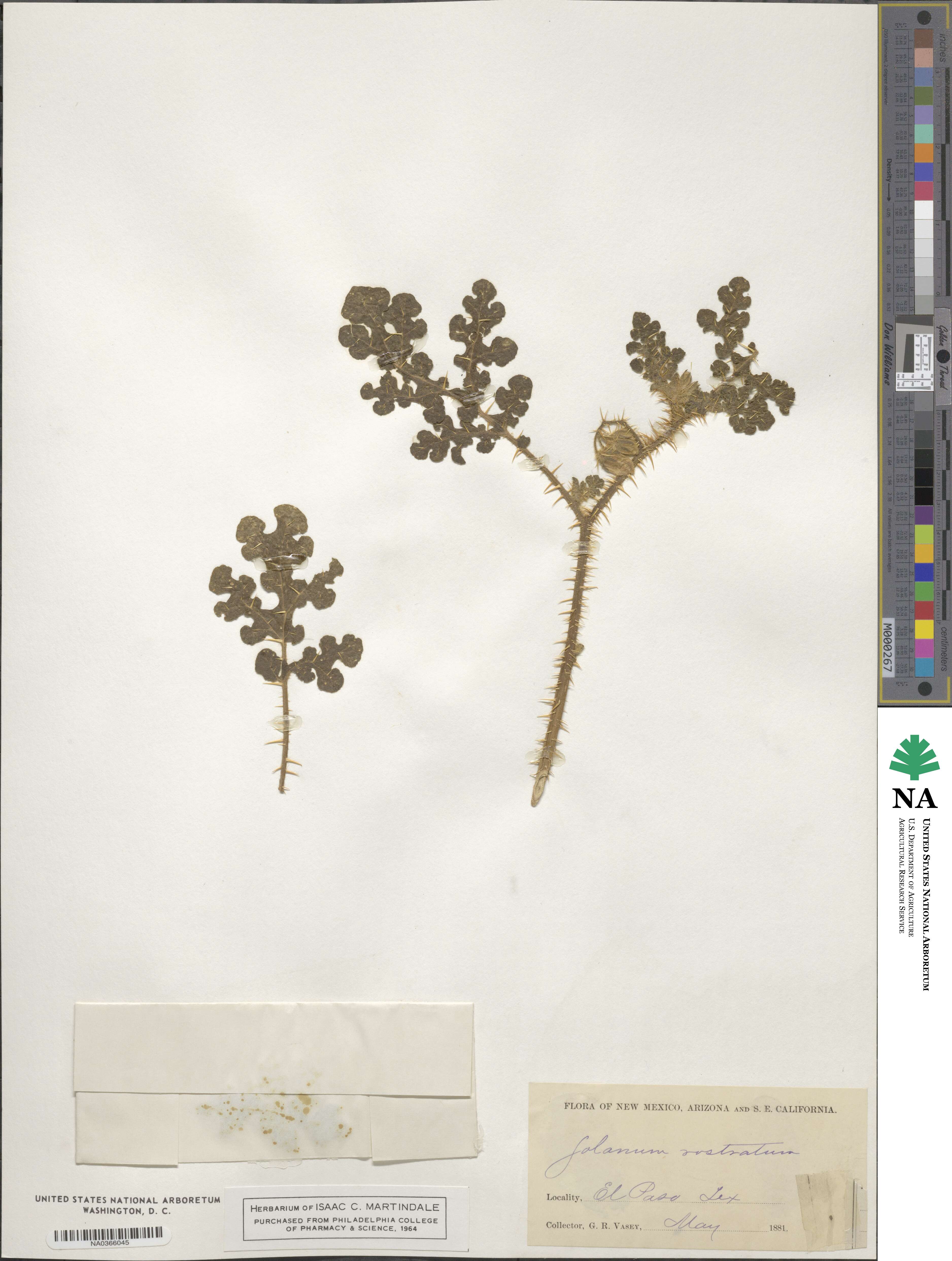 Solanum angustifolium image