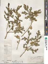 Solanum angustifolium image