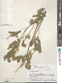 Solanum angustifolium image