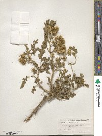 Solanum angustifolium image