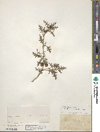 Solanum triflorum image