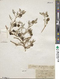 Solanum triflorum image