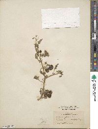 Solanum triflorum image