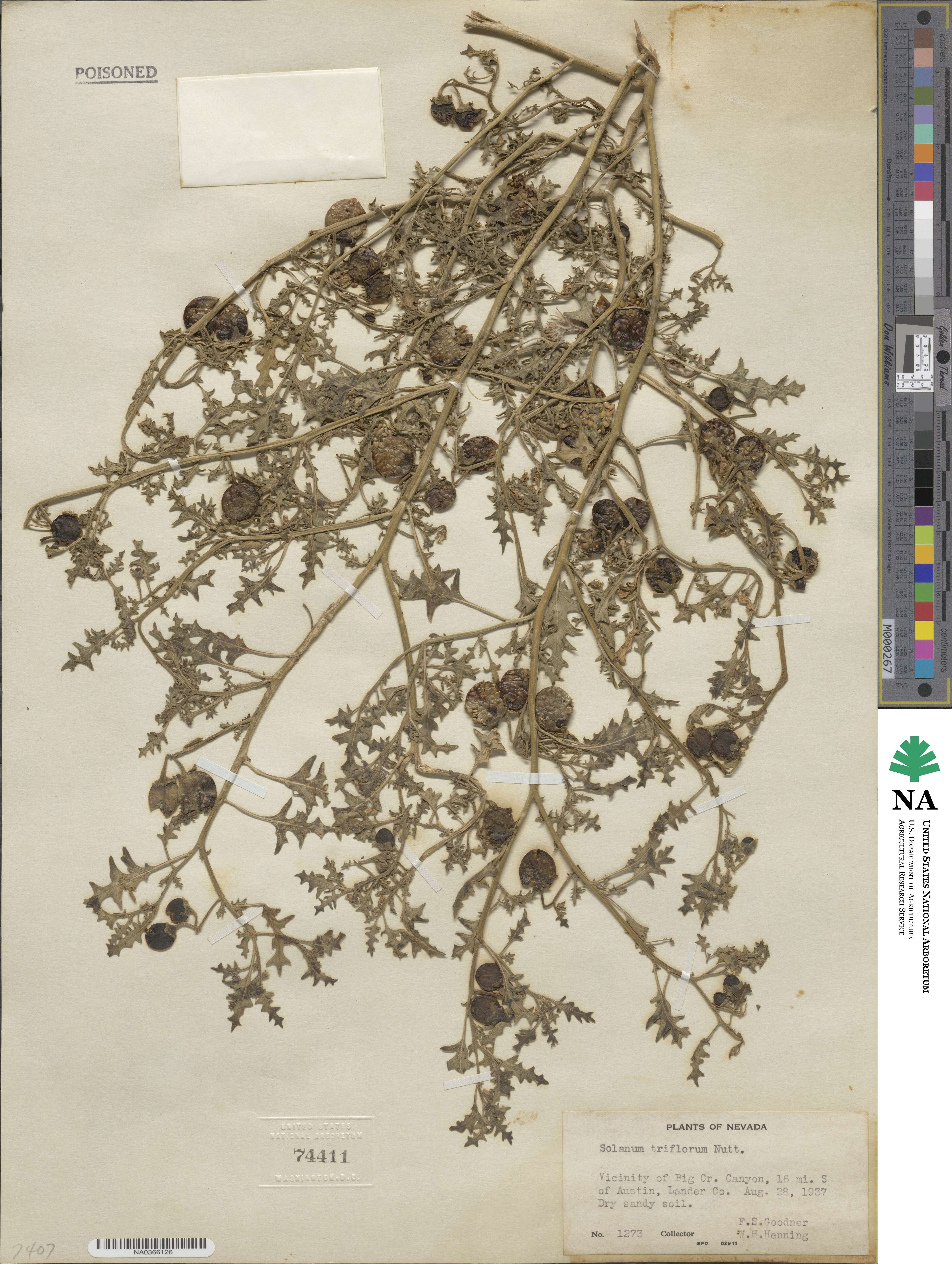 Solanum triflorum image