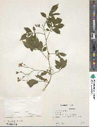 Solanum seaforthianum image