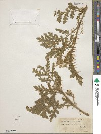 Solanum sisymbriifolium image