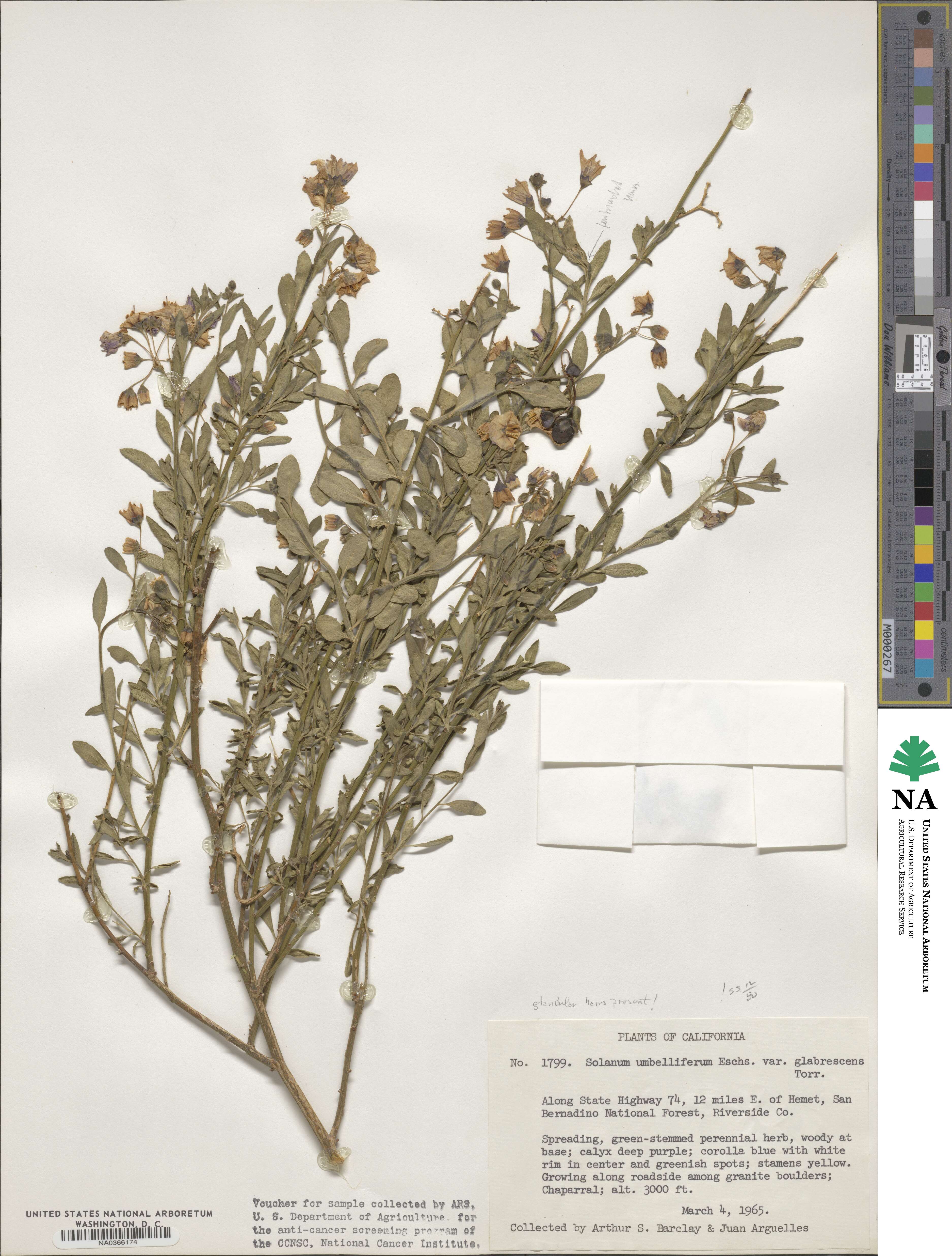 Solanum umbelliferum image