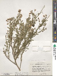 Solanum umbelliferum var. glabrescens image