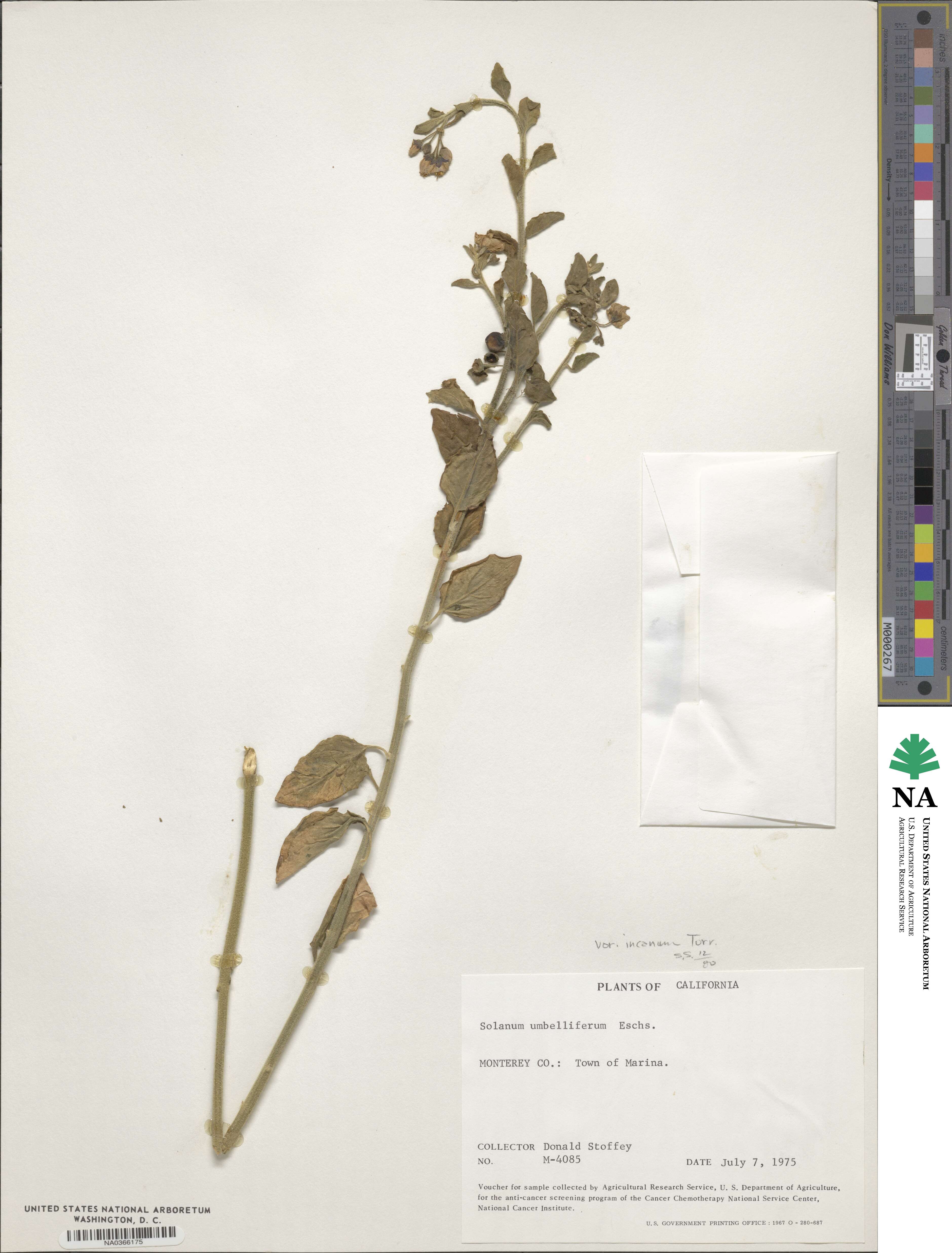 Solanum umbelliferum var. incanum image