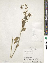 Solanum umbelliferum var. incanum image