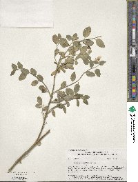 Solanum umbelliferum image