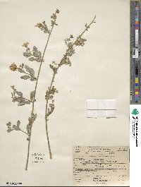 Solanum umbelliferum image