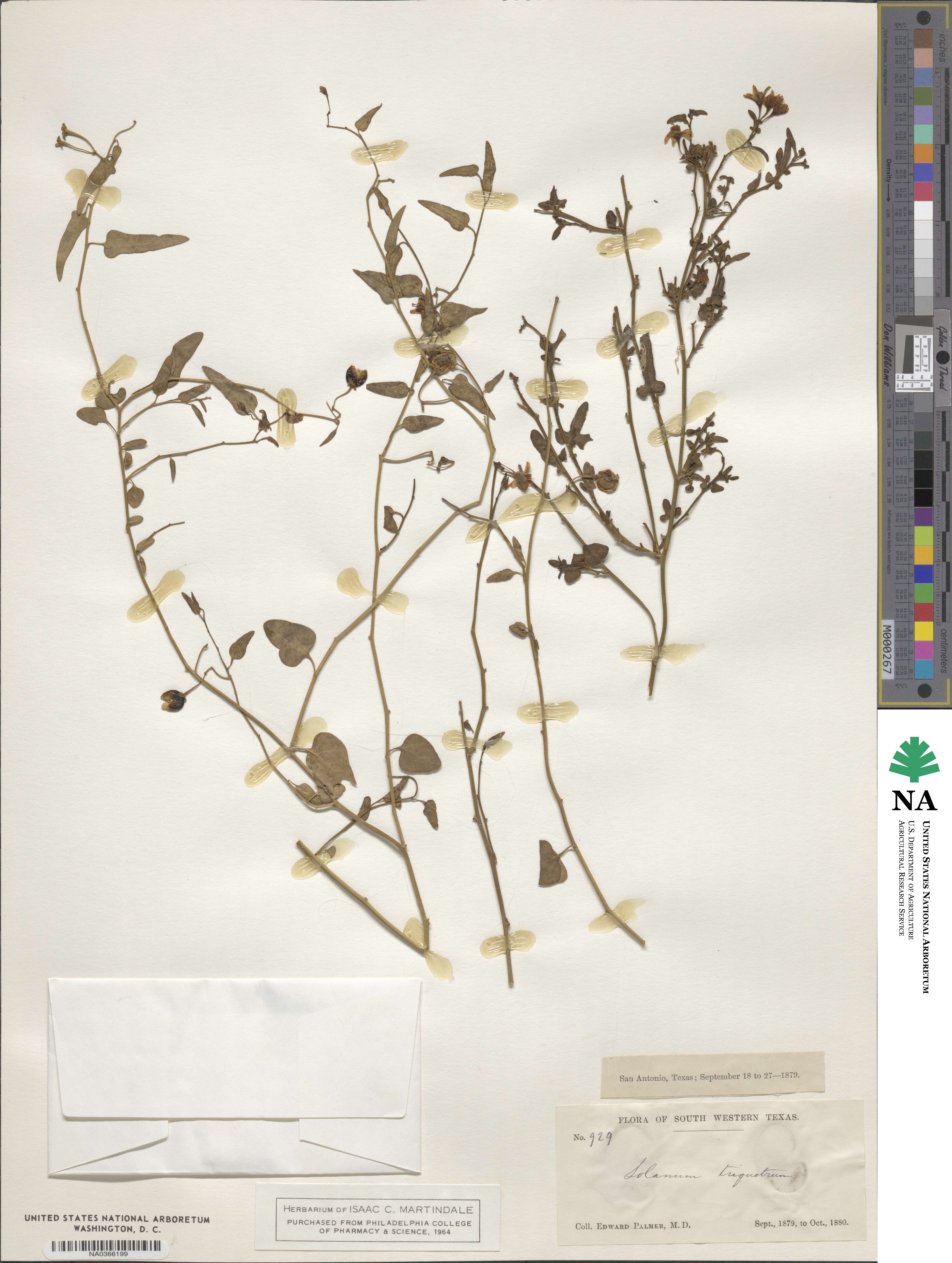 Solanum triquetrum image