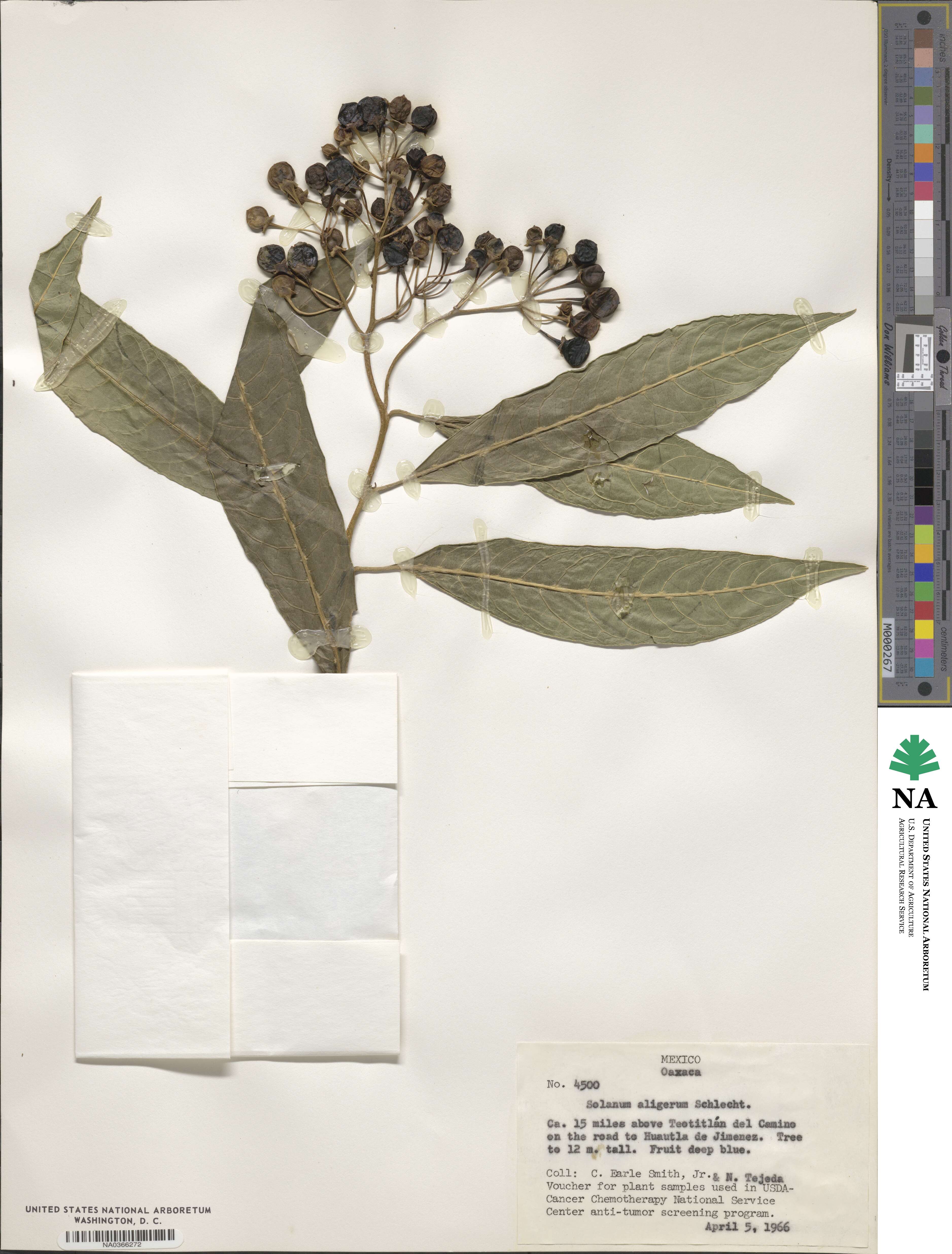Solanum aligerum image