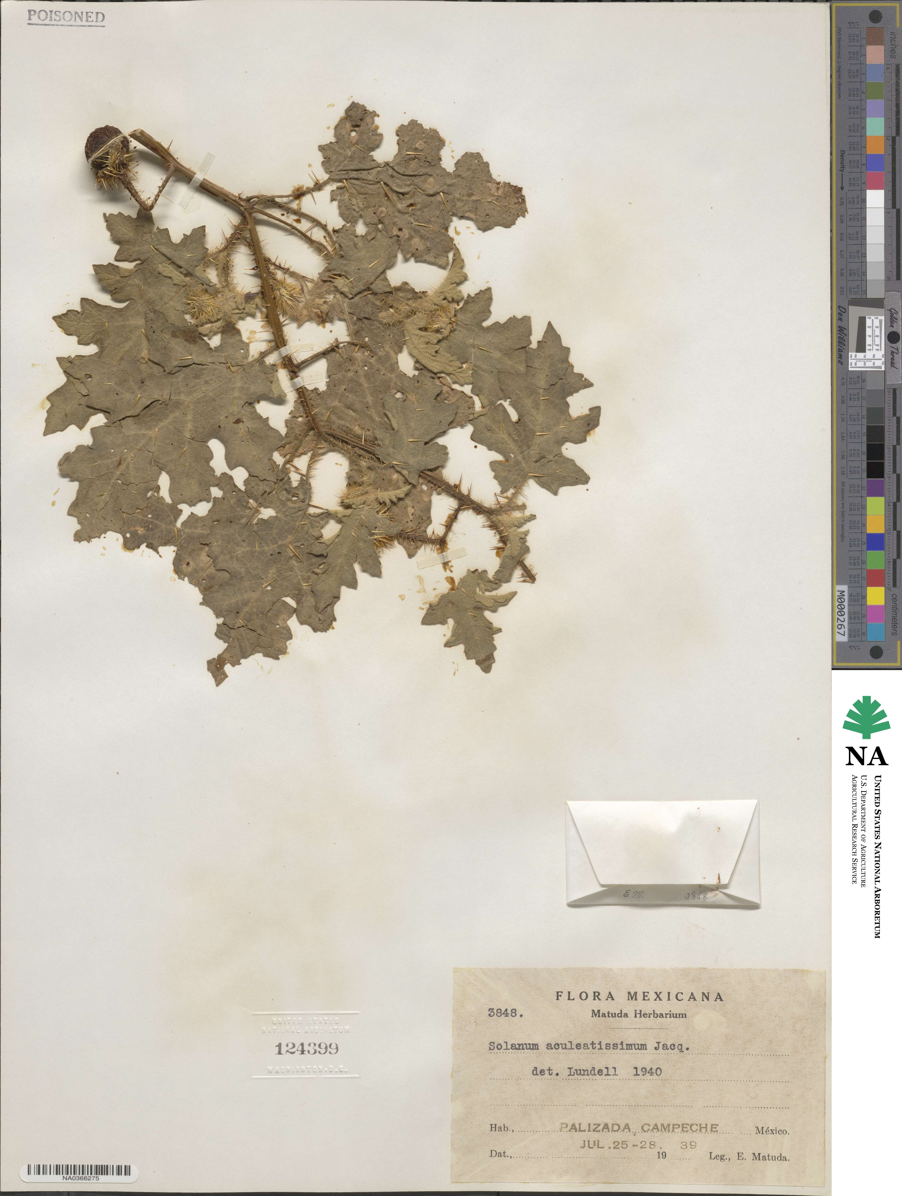 Solanum aculeatissimum image