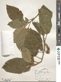 Image of Solanum accrescens