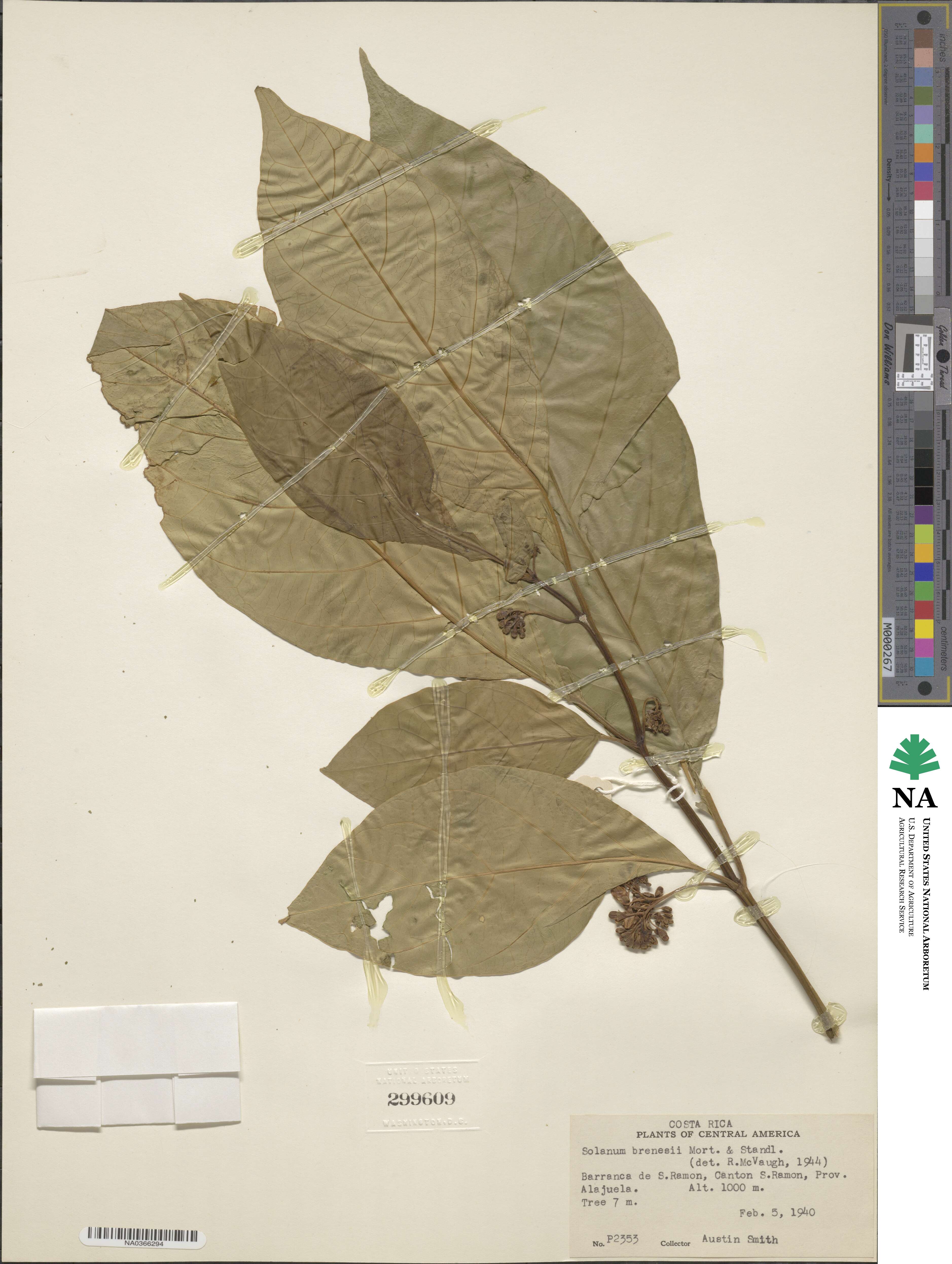 Solanum rovirosanum image