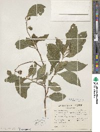 Solanum nigricans image