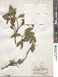 Solanum nigricans image