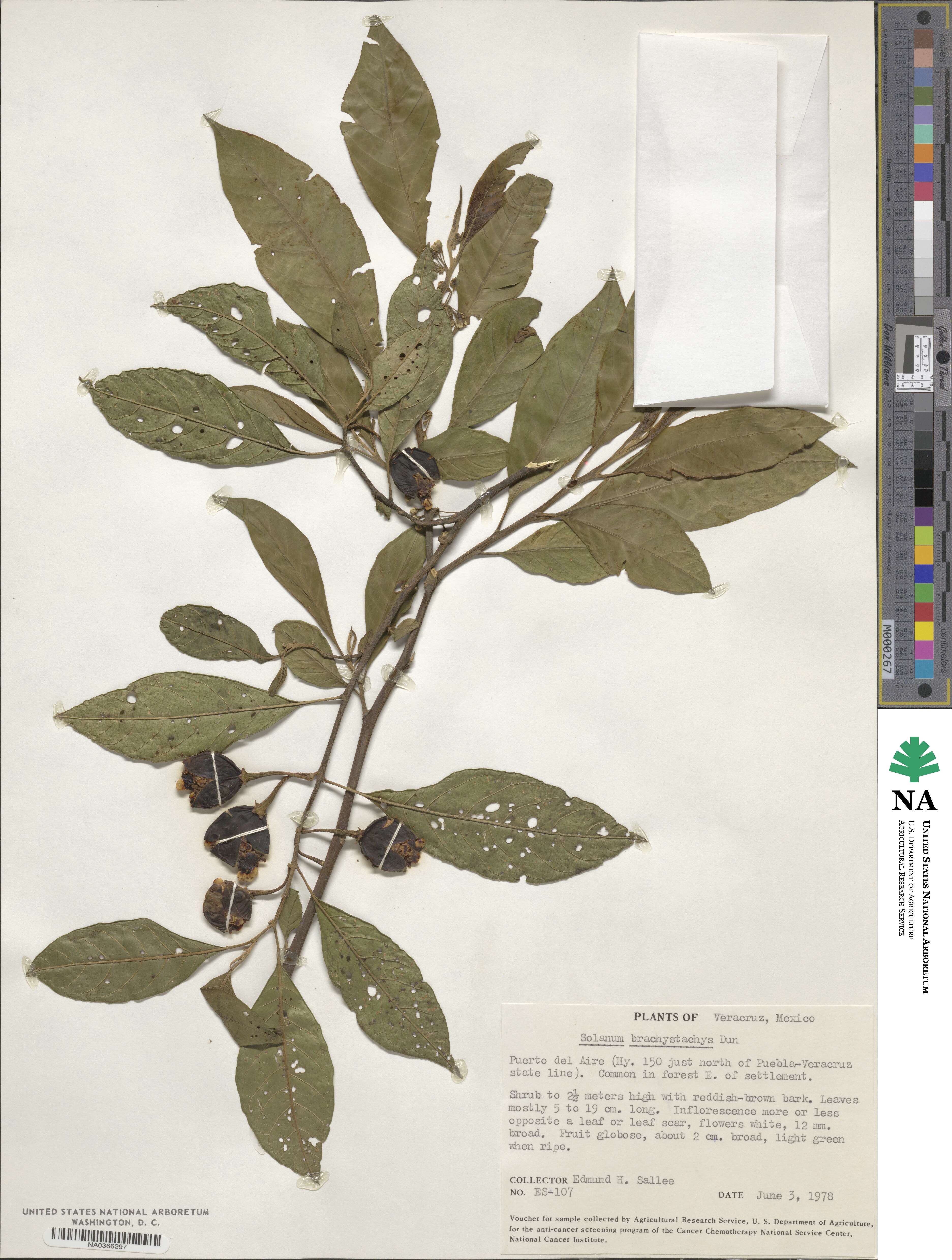 Solanum nigricans image