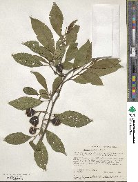 Solanum nigricans image