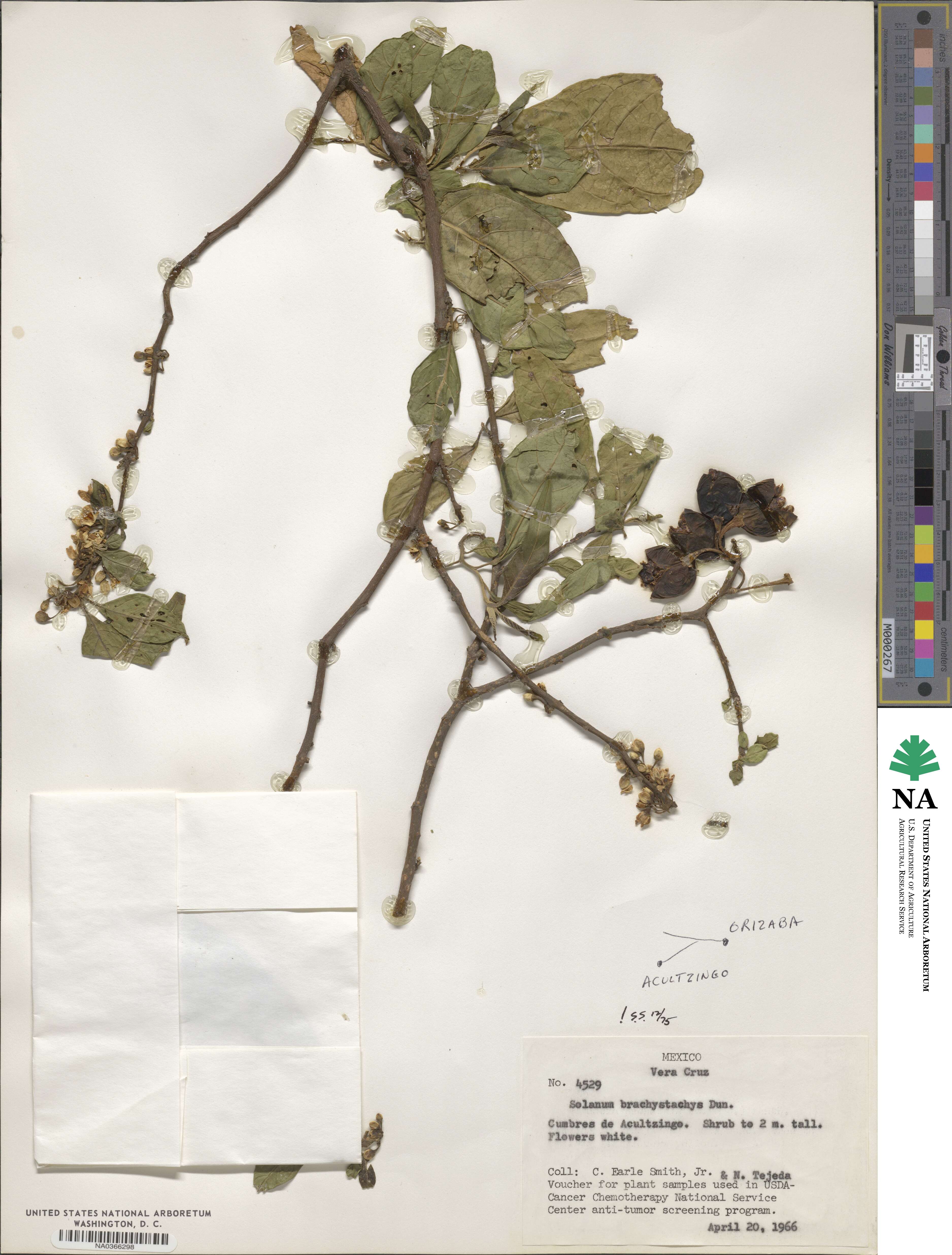 Solanum nigricans image