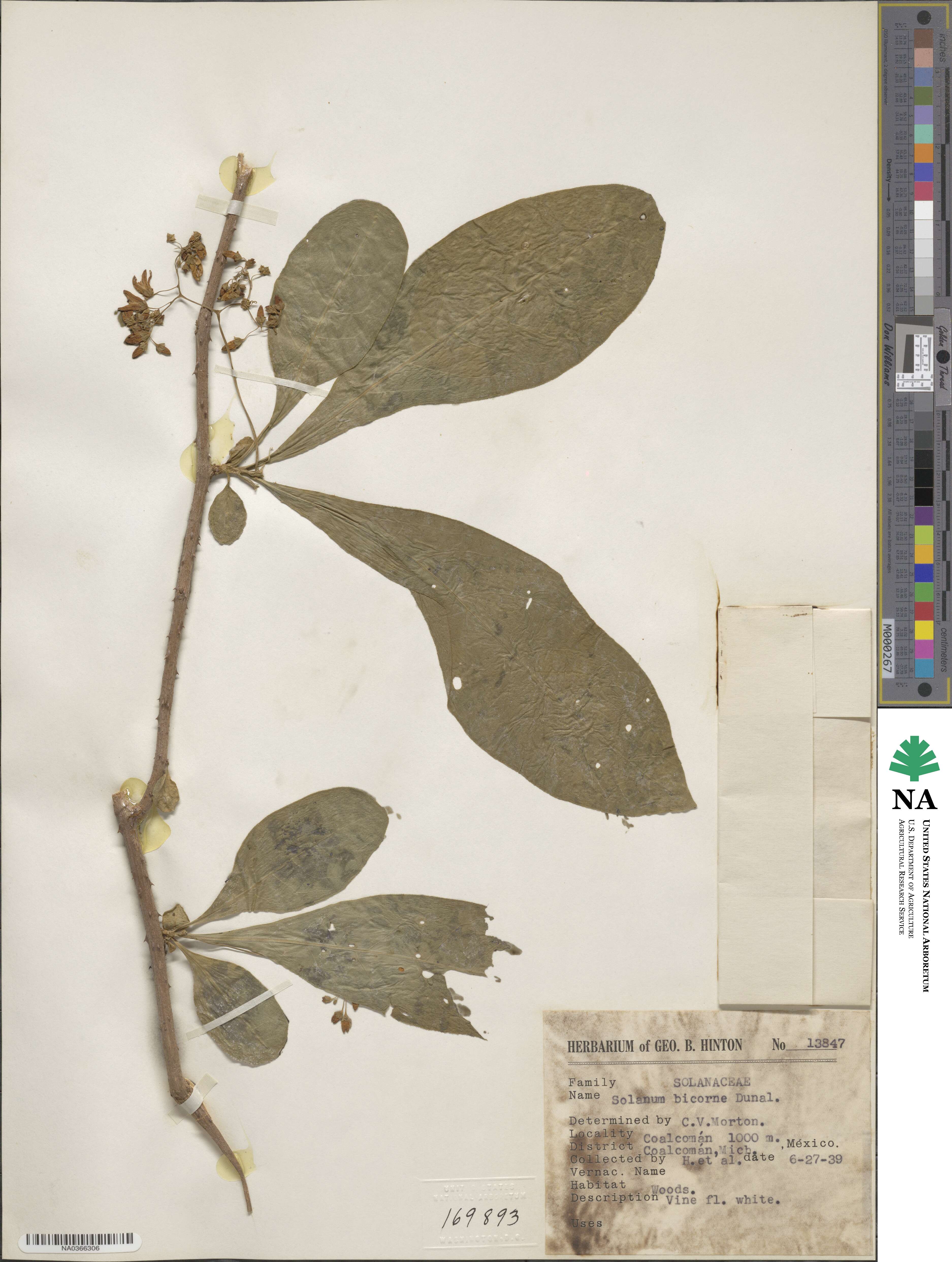 Solanum refractum image