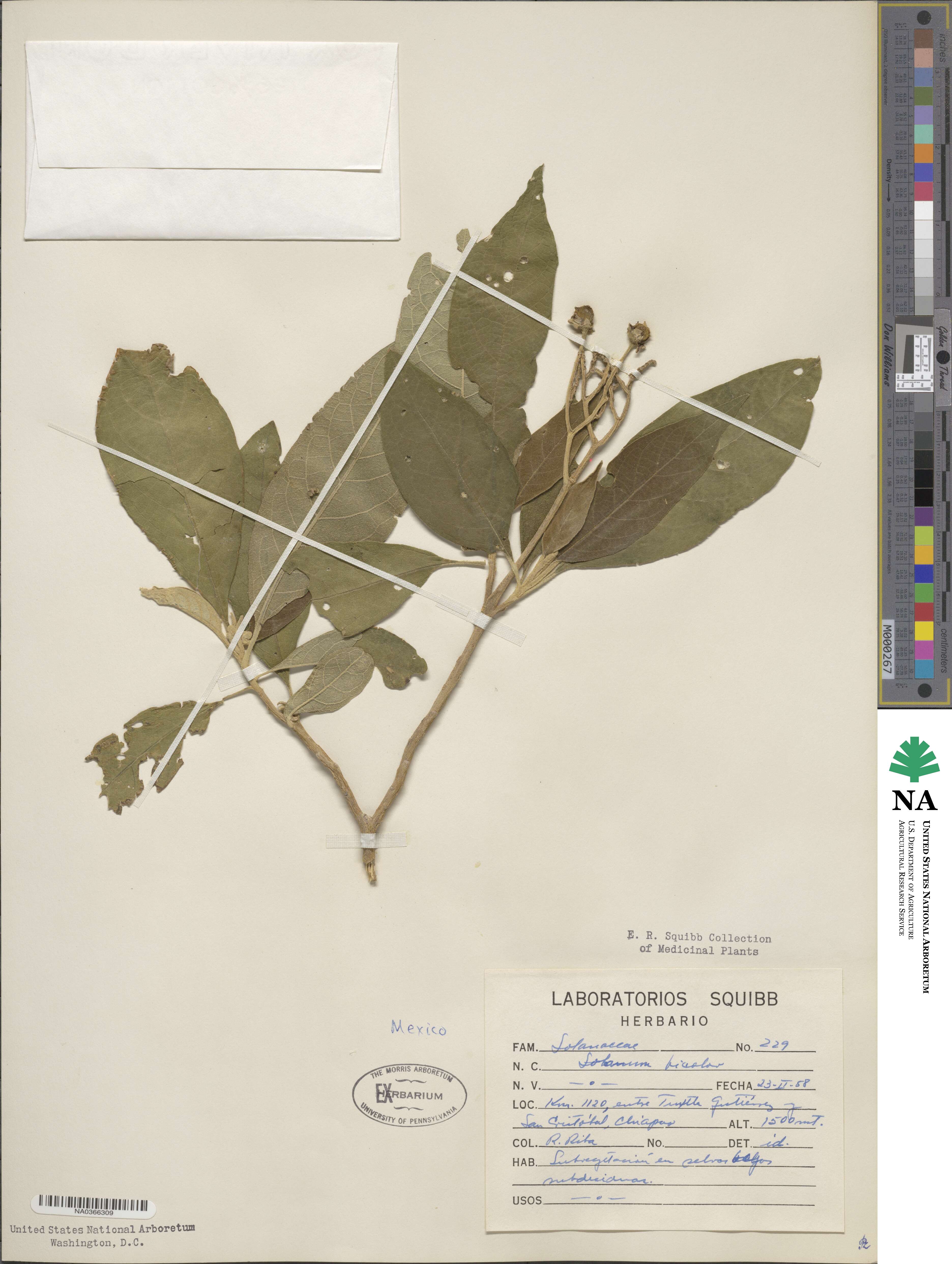 Solanum bicolor image