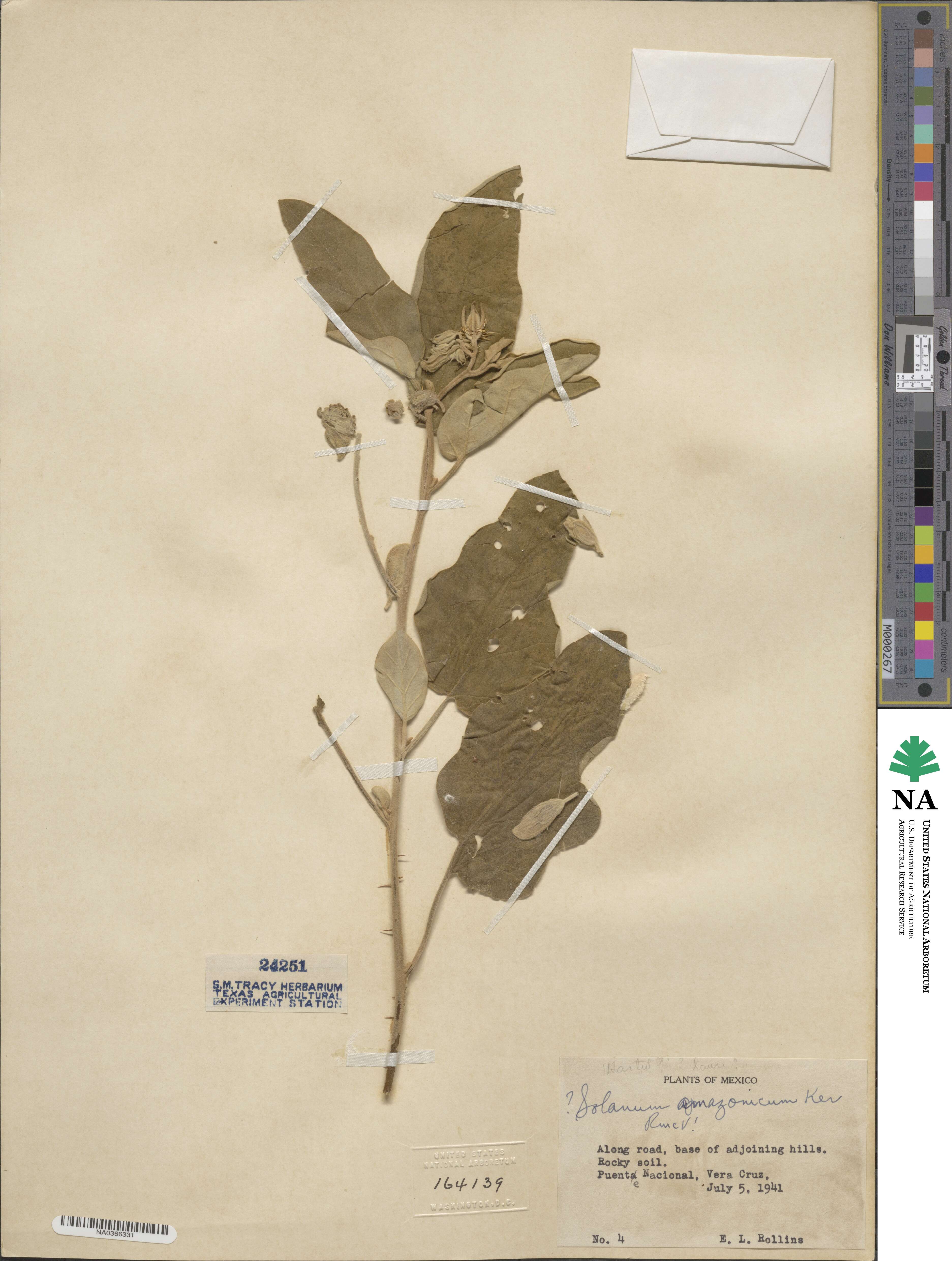 Solanum tridynamum image