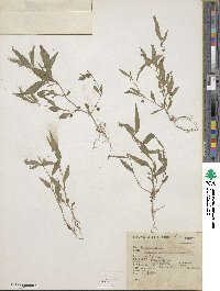 Solanum adscendens image