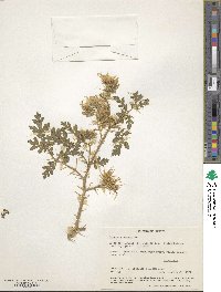 Solanum angustifolium image