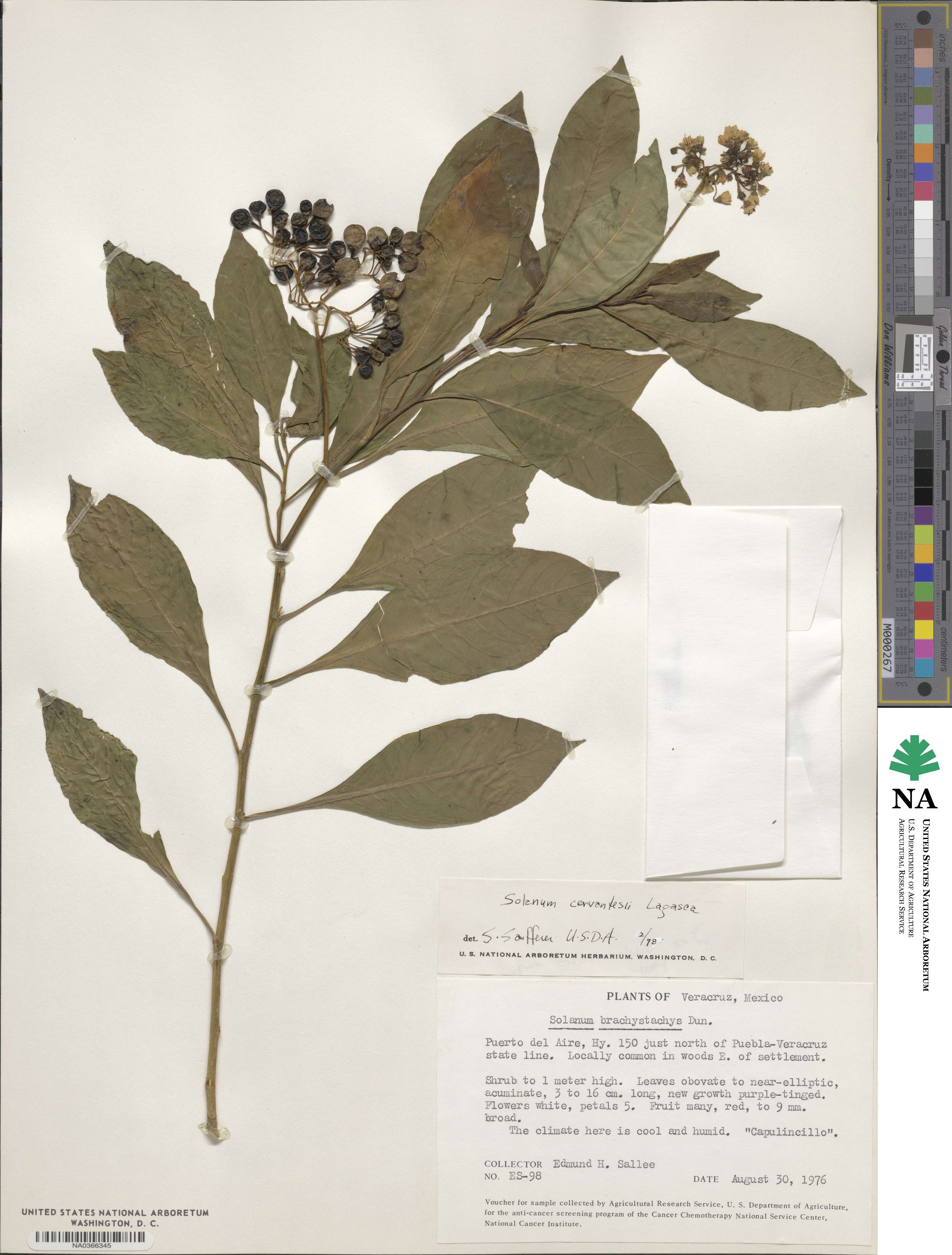 Solanum argentinum image