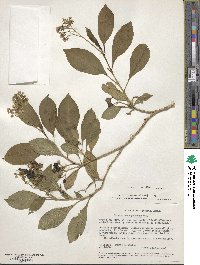 Solanum argentinum image